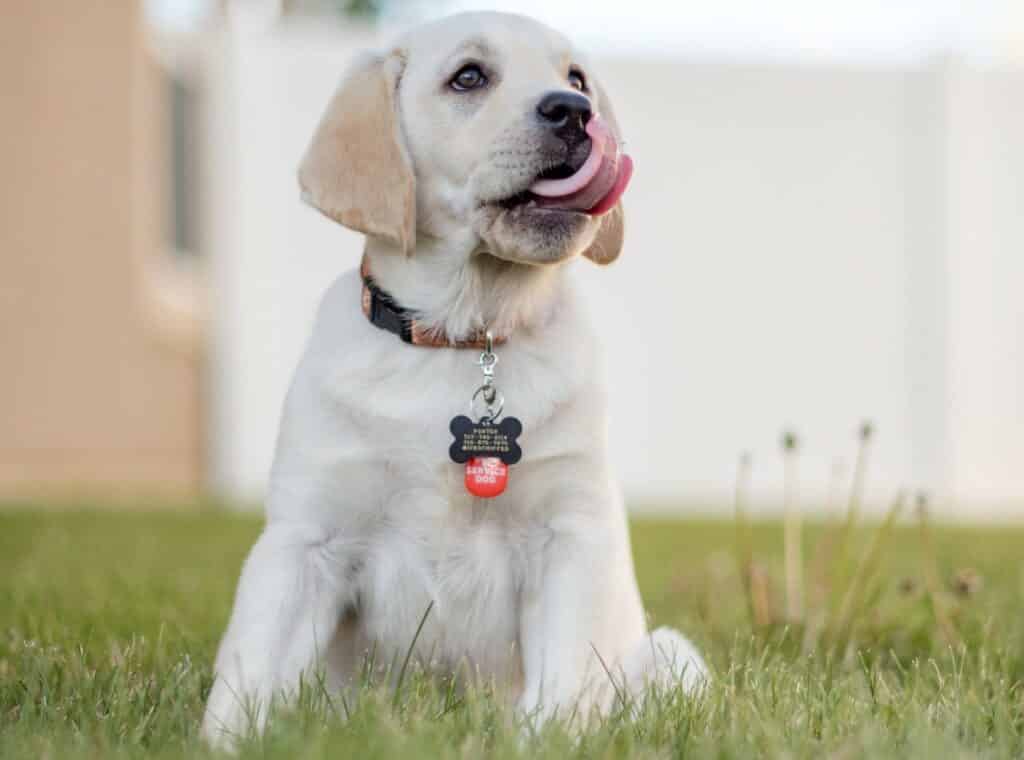 this lab puppy health care plan is comprehensive