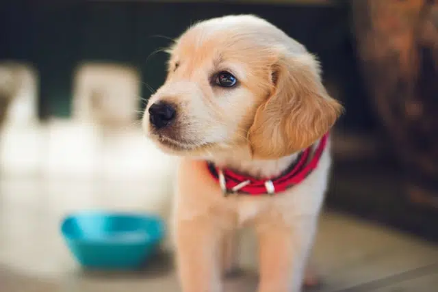 this puppy has worming meds for his puppy health care