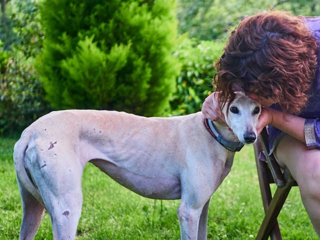 person with fawn greyhound on grass