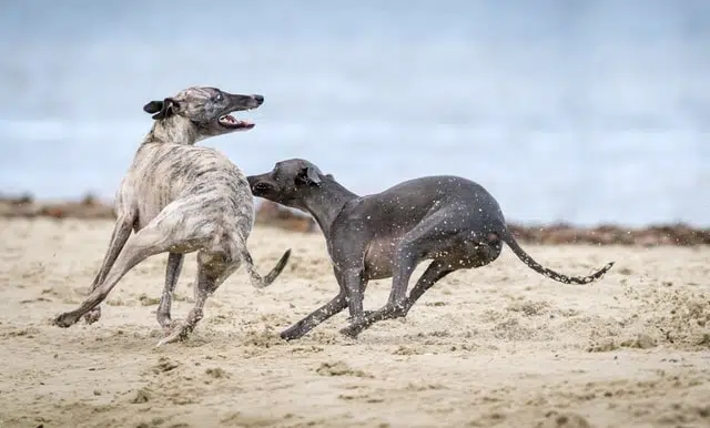 two greyhounds at the beach
