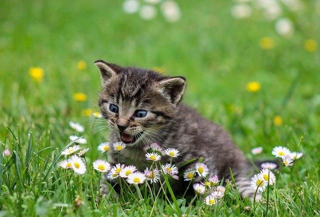 tabby cat (kitten) eating daisies and grass
