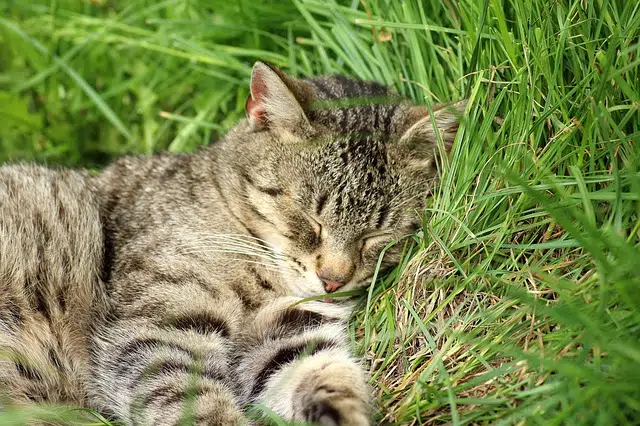 silver tabby cat lying in grass asleep