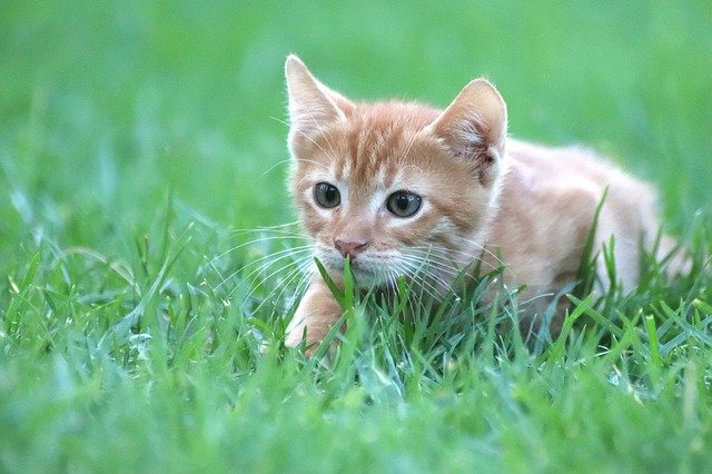 ginger cat in grass