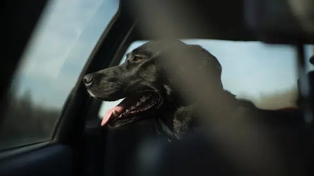 black labrador in hot car looking out of closed window