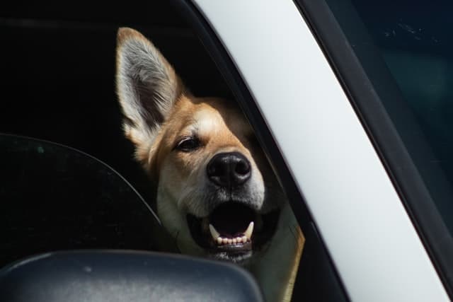 brown dog in car with window open so it isn't hot