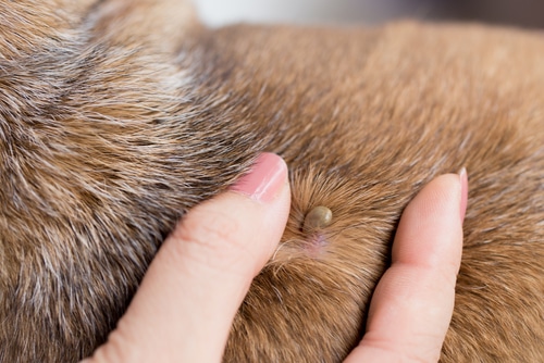 dog with tick - tick and flea treatment for dogs can prevent this