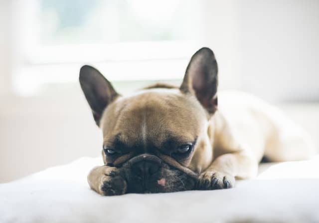 sick puppy who might need flea or tick treatment to recover