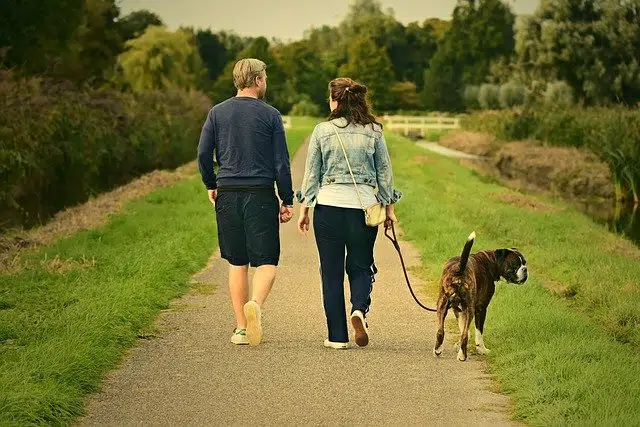 couple walking dog on lead without pulling