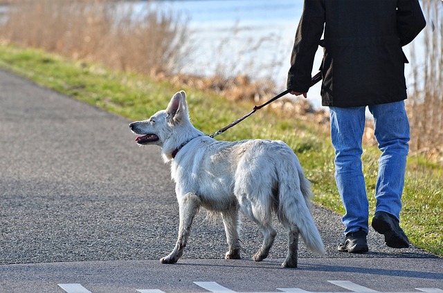 white dog pulling on lead of man walking