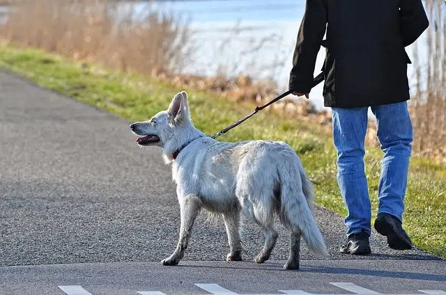 white dog pulling on lead of man walking