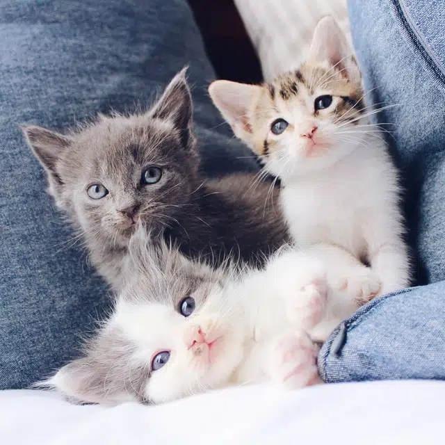 three kittens together. A cat health checklist can help these kittens grow strong and healthy