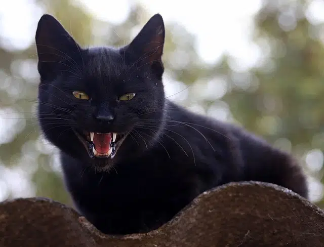 dental care should be part of your cat health checklist