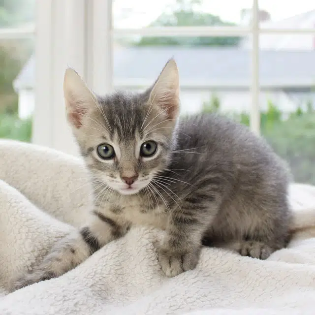 kitten who is in good health