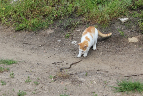 ginger and white cat with snake might get bitten