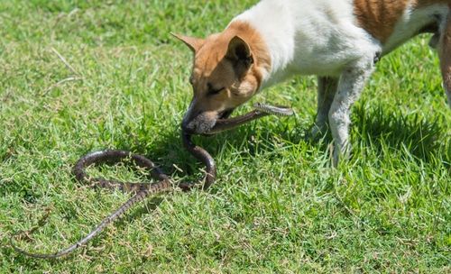 terrier dog bites snake
