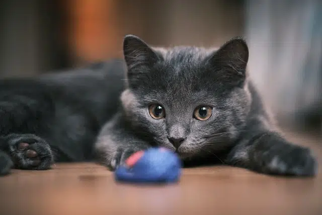 russian blue kitten playing. Getting insurance when your pet is young can help if they get sick