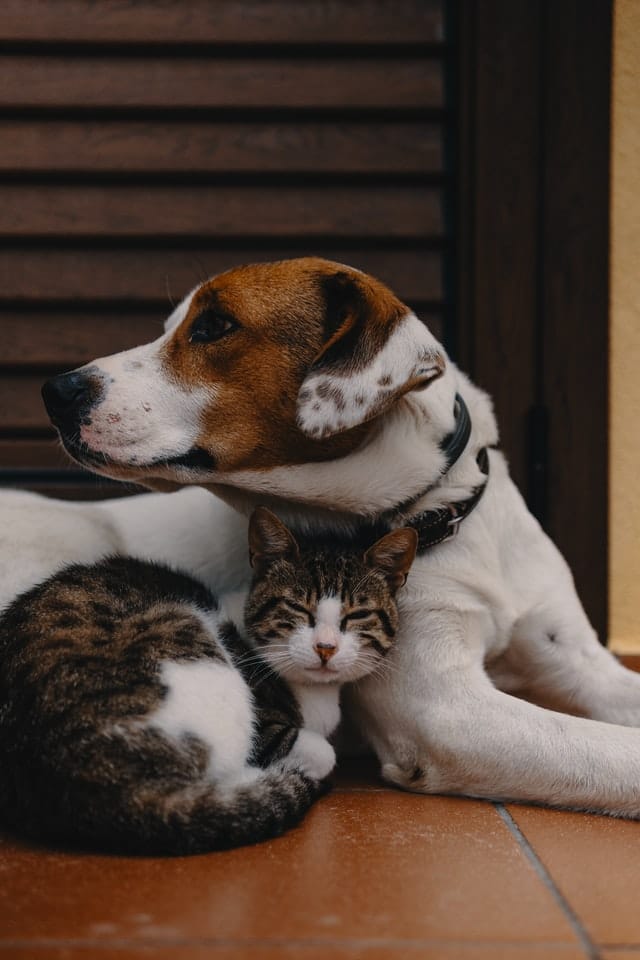 young dog lying with cat on floor. PD offers dog insurance and cat insurance