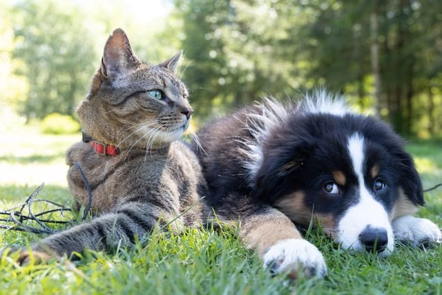 cat and dog lying in grass together. Dog insurance for young dogs can save you a fortune