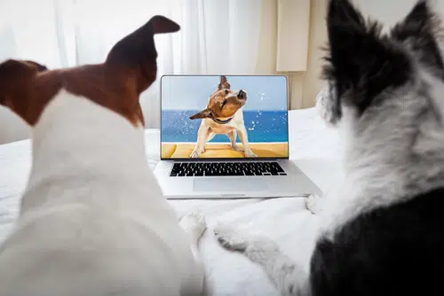 dog movies can be fun for dogs to watch too!