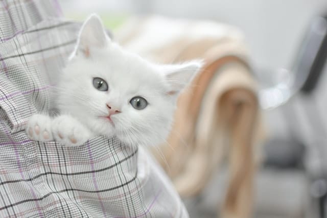 kitten adopted on National Cat Day sits in owner's pocket