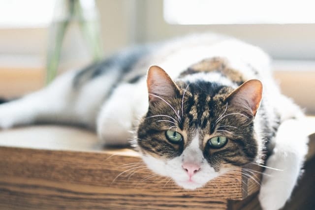national pet obesity day is a time to take stock of pet diets