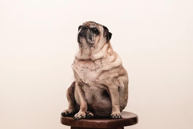 be open to addressing overweight pets on national pet obesity day