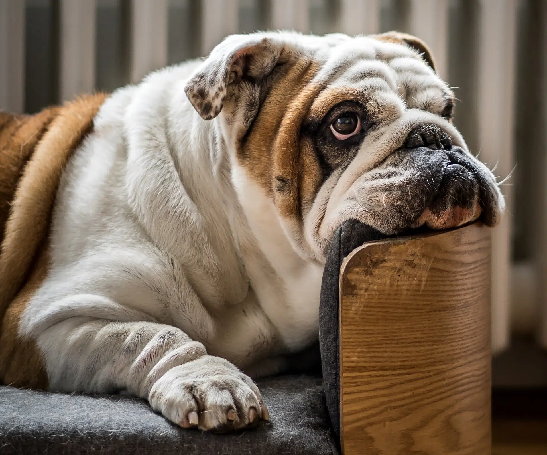 National Pet Obesity Day is an important day for Aussie pet owners