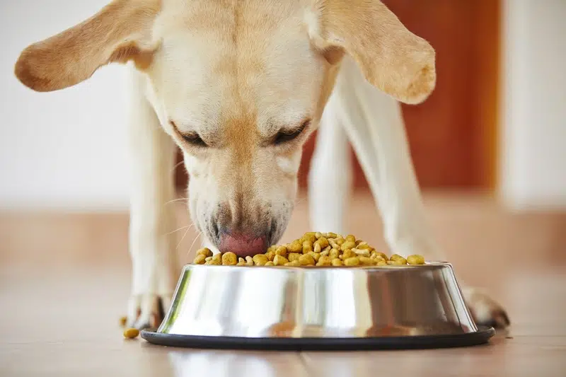A Labrador retriever eats a balanced portion of a balanced diet, after their owner learns how to tell if their dog is obese from their vet and decides to set up a feeding schedule