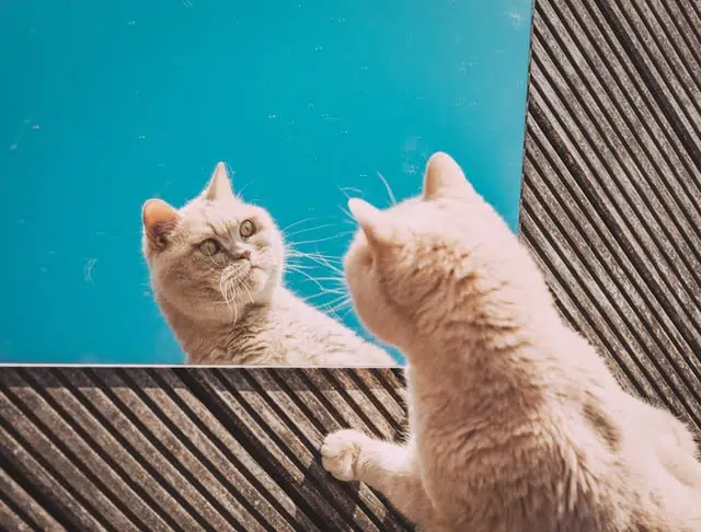 a pet cat wonders how to tell if your cat or dog is obese while looking at its reflection in the mirror