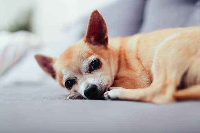 older dog chihuahua lying on couch