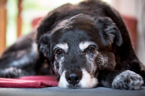black older dog for adoption lying on floor