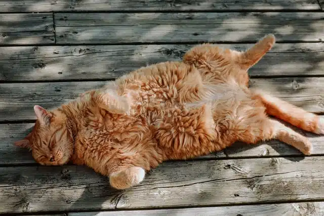 A fluffy orange cat lies on its back with eyes closed, sunbathing on a wooden deck with dappled sunlight. As we approach Pet Obesity Awareness Day, it's a gentle reminder to keep an eye on our furry friends' health.