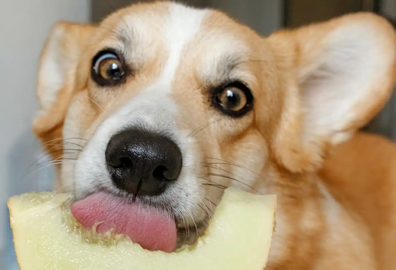 After learning how to tell if a dog is obese this Corgi's pet owner set up a good diet to ensure that pup's weight stays on the healthy end of the spectrum