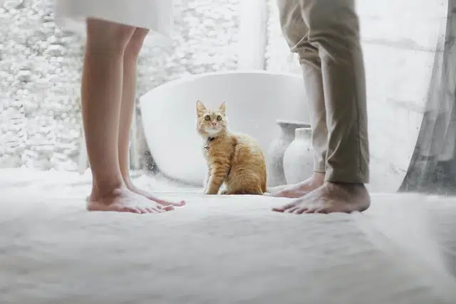 pets and breakups - who keeps the pet?