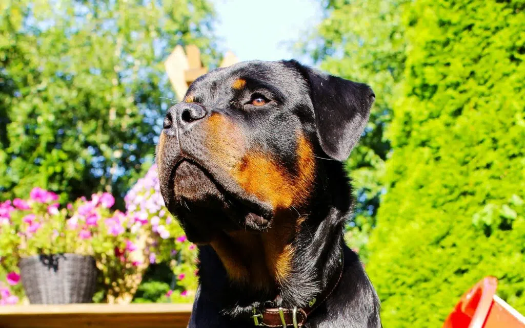 rottweiler dog relaxes after agility training