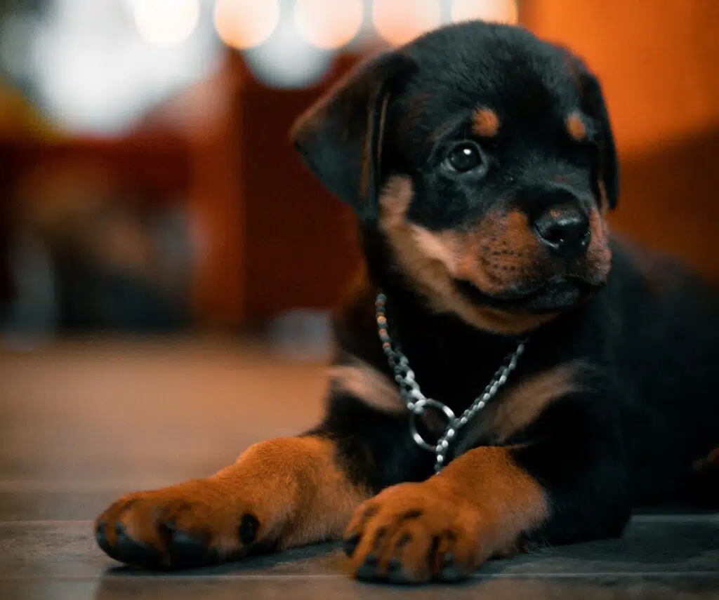 rottweiler puppy is ready to start socialising and training