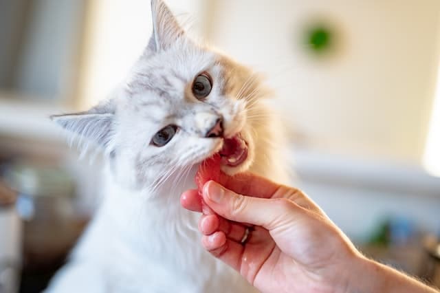 wet vs dry cat food; cat tries both