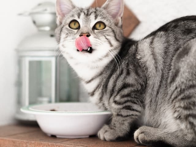 cat checks wet vs dry cat food