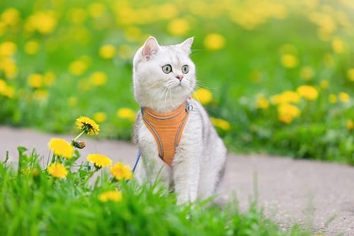 cute white cat in orange harness sits on grass with yellow dandelions in spring, looks away. Close up. copy space
