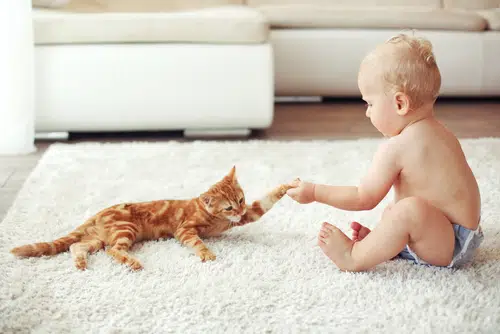 ginger cat playing with baby