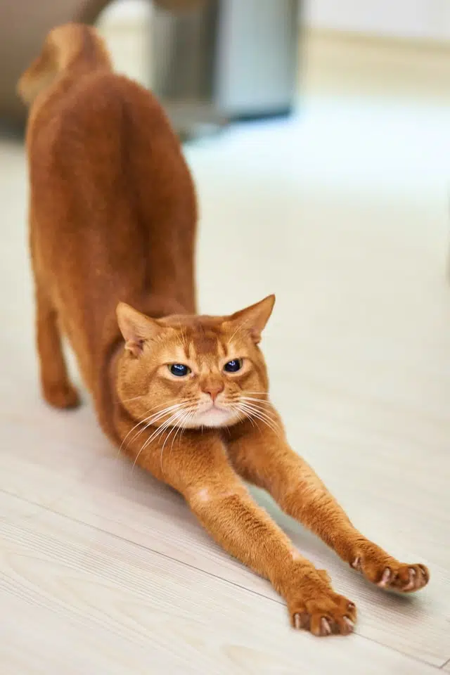 ginger cat stretching showing claws - one of the risks of cats and babies