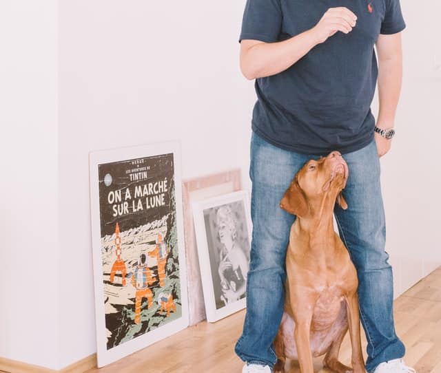 help pets through breakups by settling them well after a move