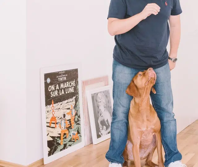 help pets through breakups by settling them well after a move