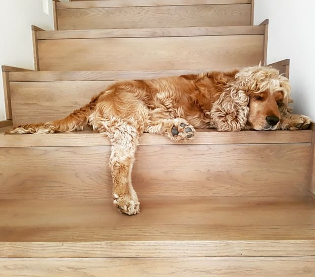 cocker spaniel dogs are prone to ear and eye health problems