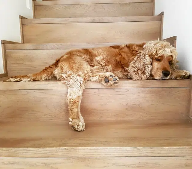 cocker spaniel dogs are prone to ear and eye health problems