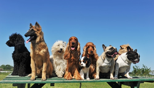 big group of purebred dogs sitting on bench - some of these dog breeds are prone to health conditions