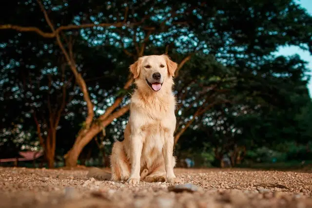 golden retriever dog sitting outside - they are prone to skin conditions