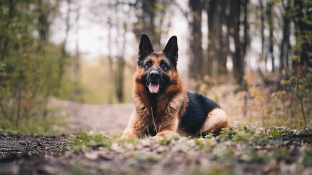 German shepherd dog lying in grass 