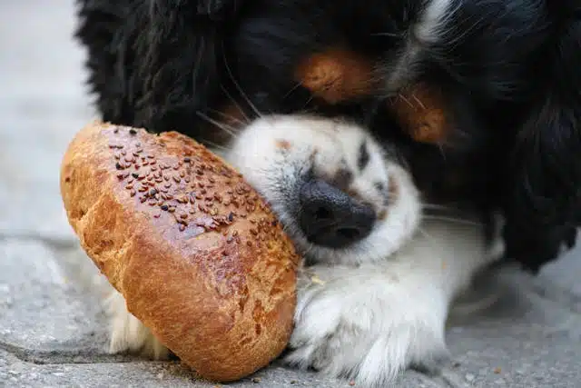 A dog with black, brown, and white fur rests its head on a paw while holding a sesame seed bun. This adorable scene is a gentle reminder to monitor pet treats, especially as we approach National Pet Obesity Day.