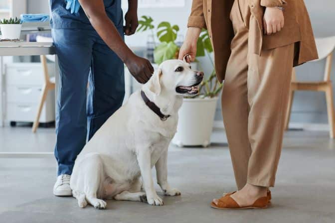 A veterinarian examines a Labrador Retriever while the dog's owner stands nearby in a clinic setting, discussing National Pet Obesity Day and the importance of maintaining a healthy weight for their beloved pet.